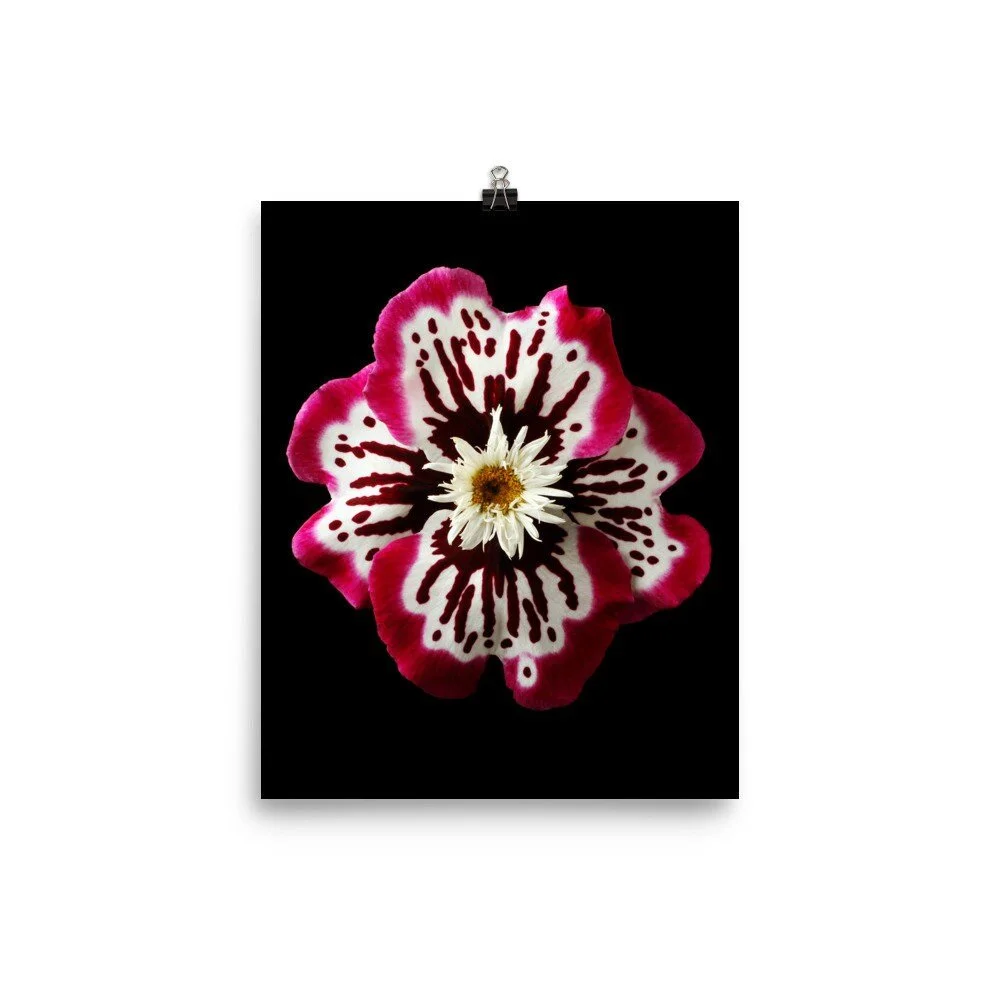 https://i.etsystatic.com/16519884/r/il/17c5c4/2238216174/il_fullxfull.2238216174_9ucu.jpg