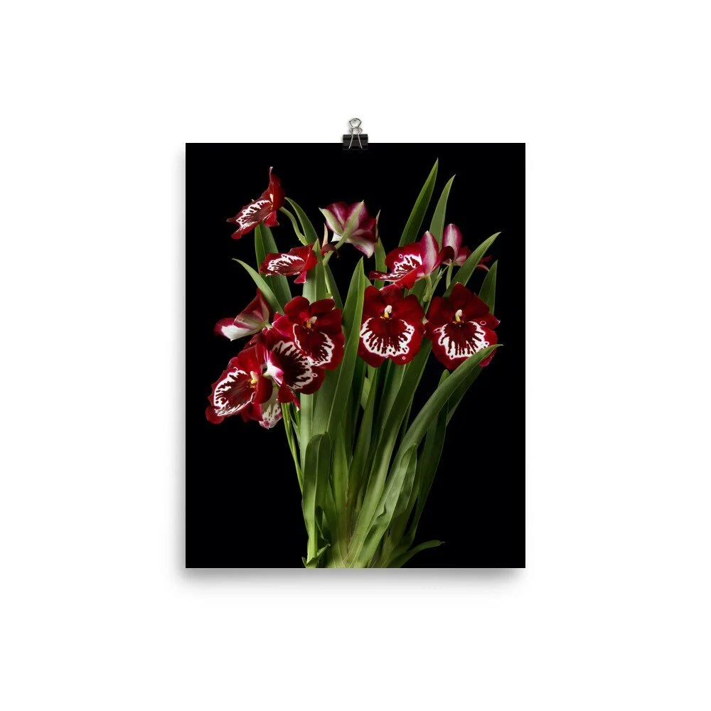 https://i.etsystatic.com/16519884/r/il/aa37c4/2387361468/il_fullxfull.2387361468_bz0n.jpg