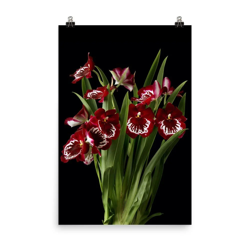 https://i.etsystatic.com/16519884/r/il/5ba128/2387361392/il_fullxfull.2387361392_6a85.jpg