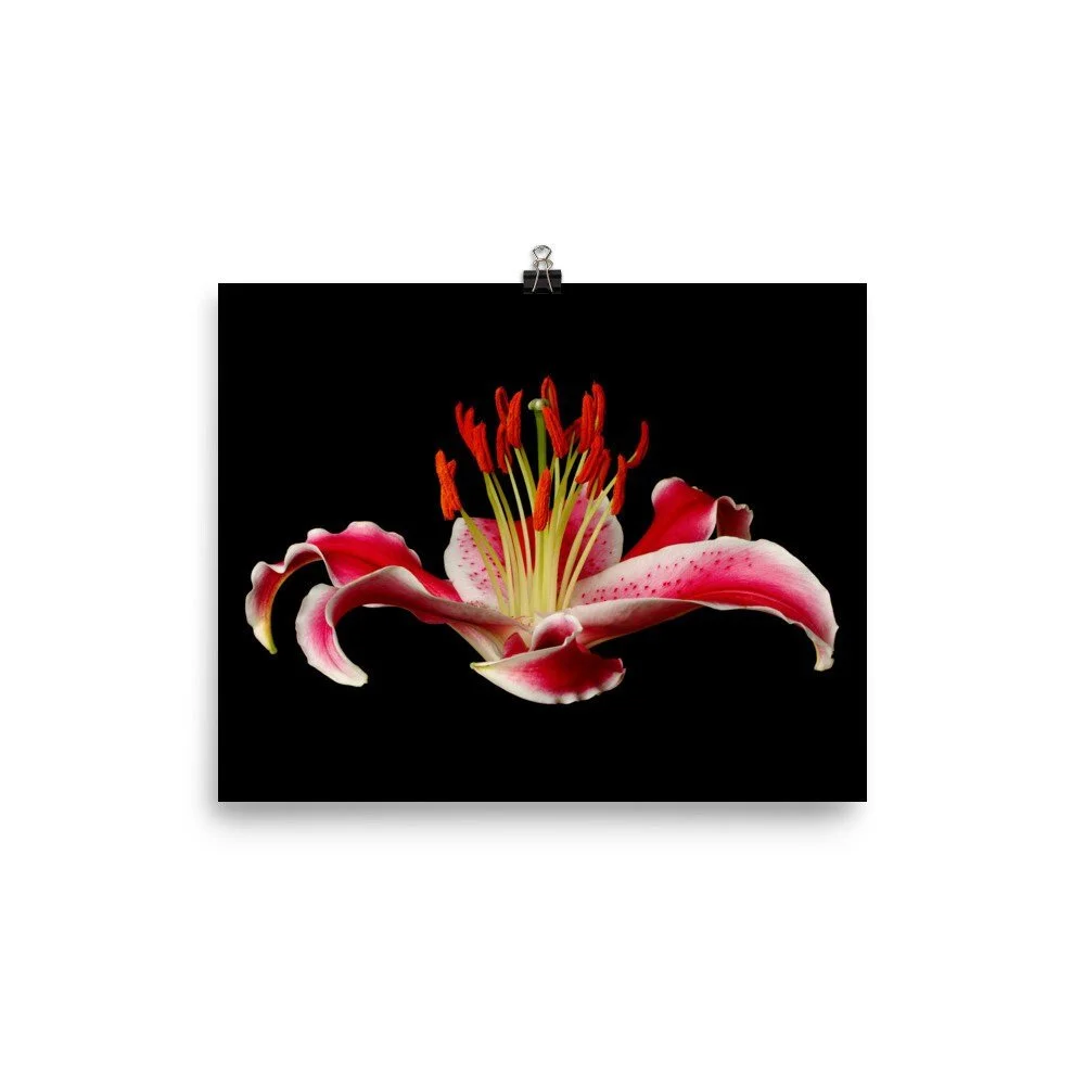 https://i.etsystatic.com/16519884/r/il/5765a8/2207039880/il_fullxfull.2207039880_dlvh.jpg