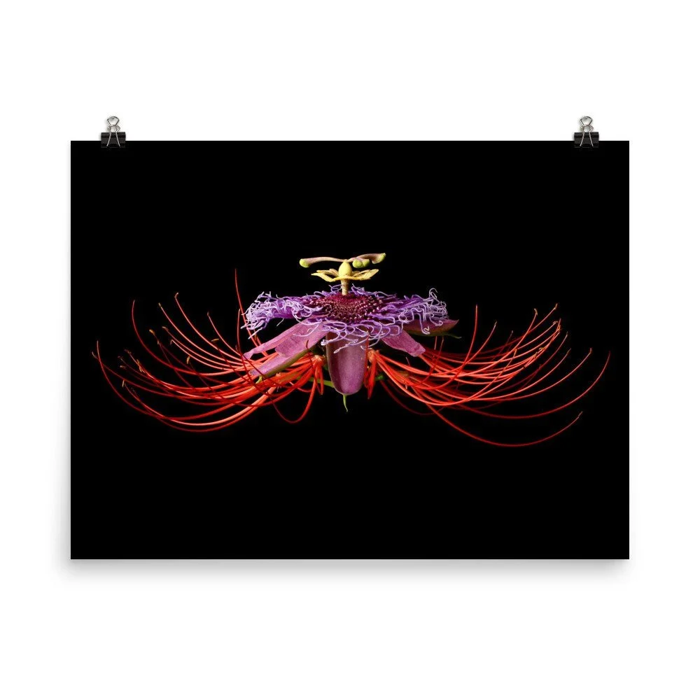 https://i.etsystatic.com/16519884/r/il/2aa795/2209756352/il_fullxfull.2209756352_n6lh.jpg