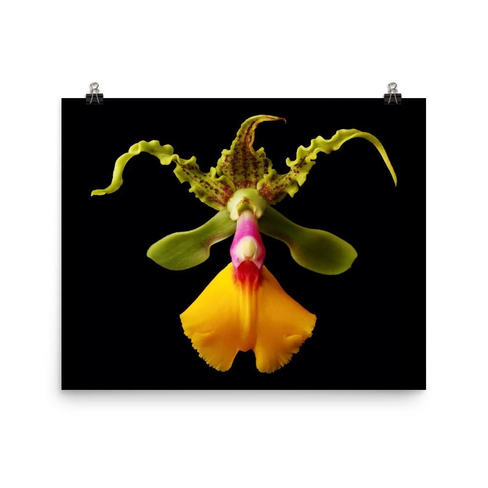 https://i.etsystatic.com/16519884/r/il/2dabf4/2209814760/il_fullxfull.2209814760_j9rw.jpg