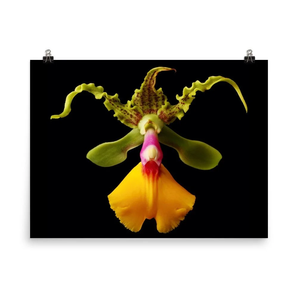 https://i.etsystatic.com/16519884/r/il/c01776/2209810900/il_fullxfull.2209810900_8ftk.jpg