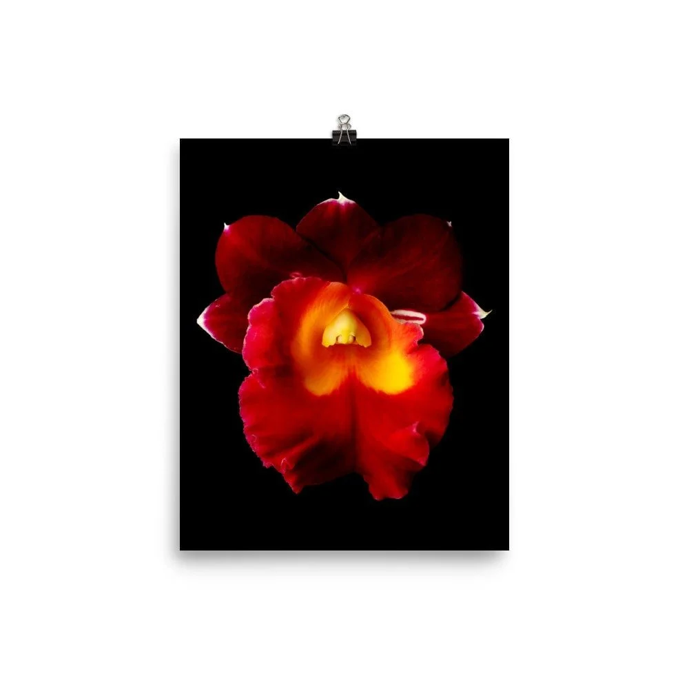 https://i.etsystatic.com/16519884/r/il/fcf9f8/2257312547/il_fullxfull.2257312547_tqyt.jpg