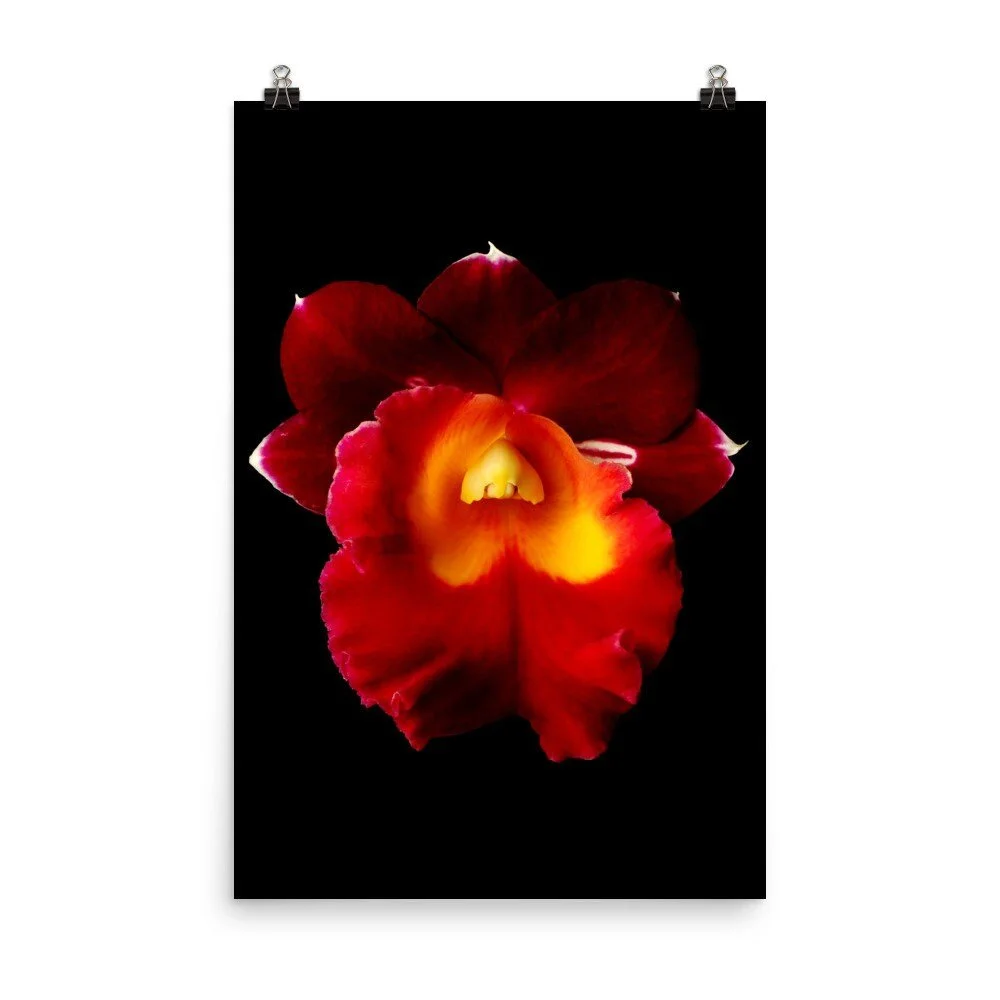 https://i.etsystatic.com/16519884/r/il/be2887/2257312453/il_fullxfull.2257312453_b7ps.jpg