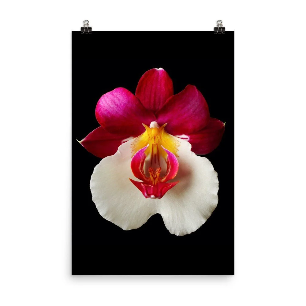 https://i.etsystatic.com/16519884/r/il/d4c583/2257341891/il_fullxfull.2257341891_pfjg.jpg