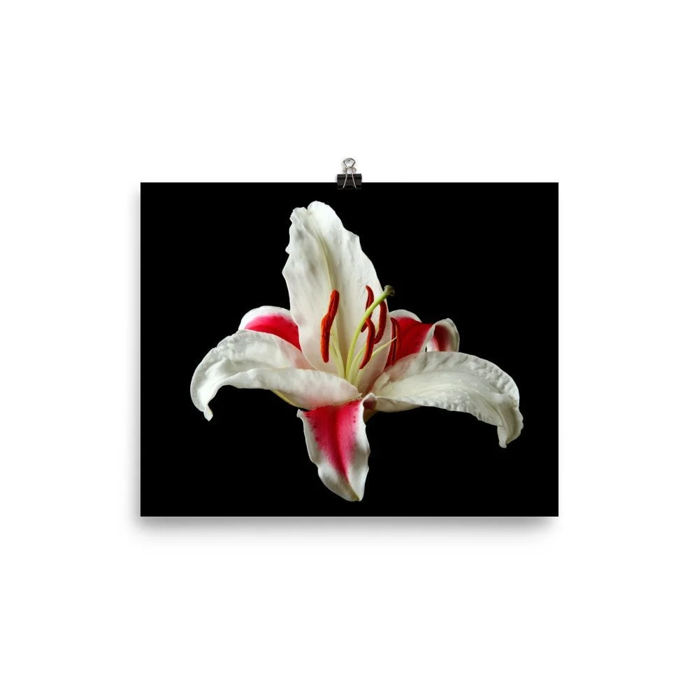 https://i.etsystatic.com/16519884/r/il/f17407/2214936334/il_fullxfull.2214936334_b8za.jpg