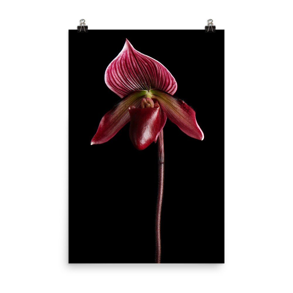 https://i.etsystatic.com/16519884/r/il/370dab/2249198839/il_fullxfull.2249198839_g54f.jpg