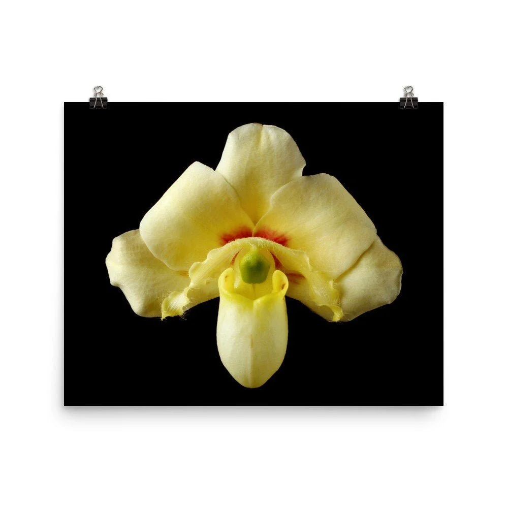 https://i.etsystatic.com/16519884/r/il/99b8fc/2206588580/il_fullxfull.2206588580_bhor.jpg