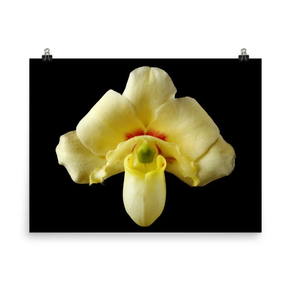 https://i.etsystatic.com/16519884/r/il/b01333/2206587482/il_fullxfull.2206587482_e00z.jpg