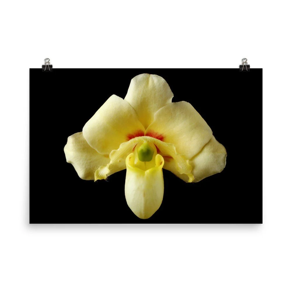 https://i.etsystatic.com/16519884/r/il/87dd79/2254188443/il_fullxfull.2254188443_rvtx.jpg