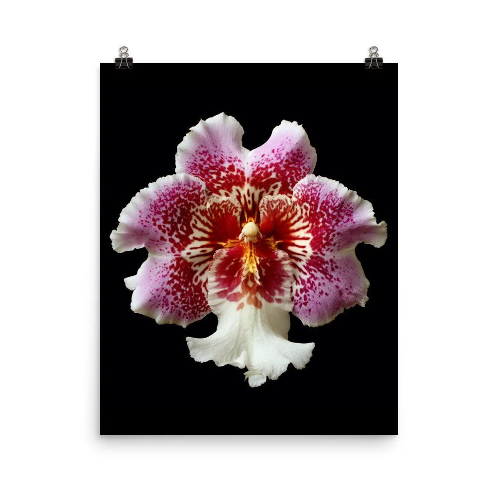 https://i.etsystatic.com/16519884/r/il/2da279/2254626731/il_fullxfull.2254626731_rsdu.jpg