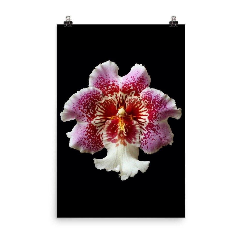 https://i.etsystatic.com/16519884/r/il/97aeb8/2207025102/il_fullxfull.2207025102_1m5h.jpg