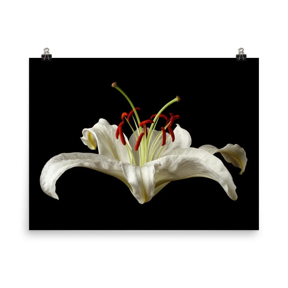 https://i.etsystatic.com/16519884/r/il/27026d/2209699424/il_fullxfull.2209699424_3g0m.jpg