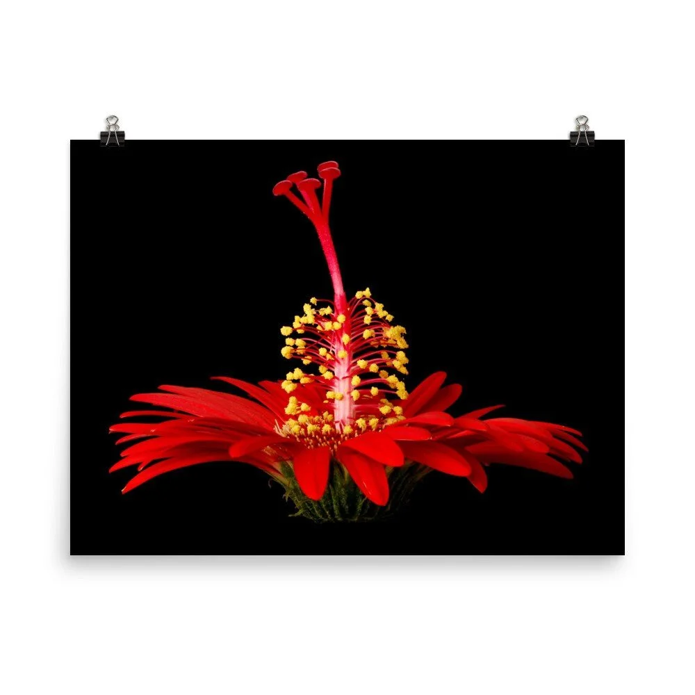 https://i.etsystatic.com/16519884/r/il/266133/2257776589/il_fullxfull.2257776589_ltjk.jpg