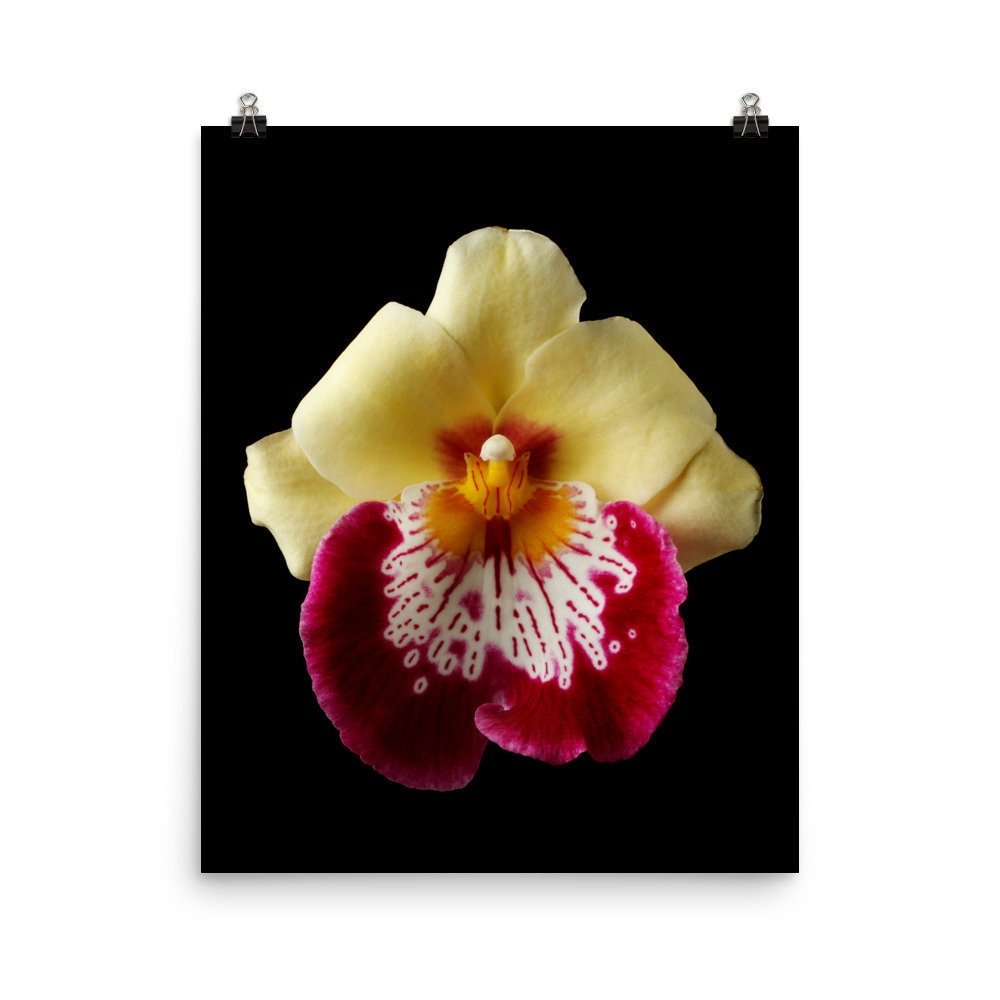 https://i.etsystatic.com/16519884/r/il/235951/2299481157/il_fullxfull.2299481157_hfk6.jpg