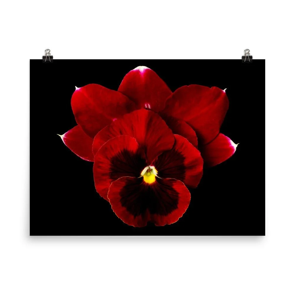 https://i.etsystatic.com/16519884/r/il/29da3e/2252171318/il_fullxfull.2252171318_hmci.jpg
