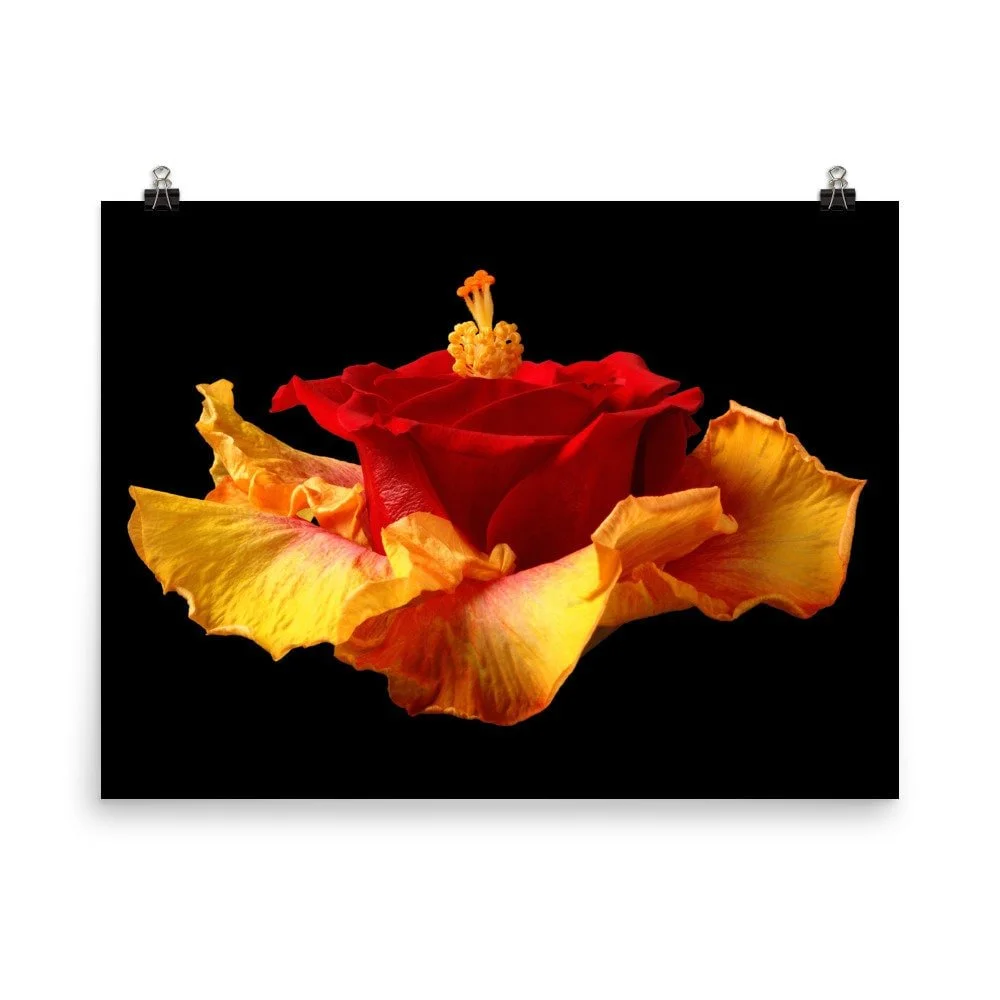 https://i.etsystatic.com/16519884/r/il/7b7c3b/2254330511/il_fullxfull.2254330511_2v5l.jpg