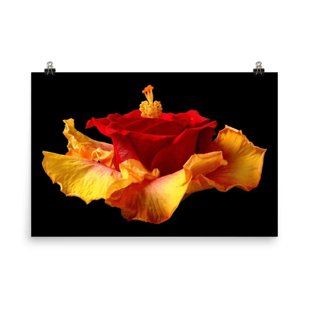 https://i.etsystatic.com/16519884/r/il/c8d76b/2206729554/il_fullxfull.2206729554_3mlc.jpg