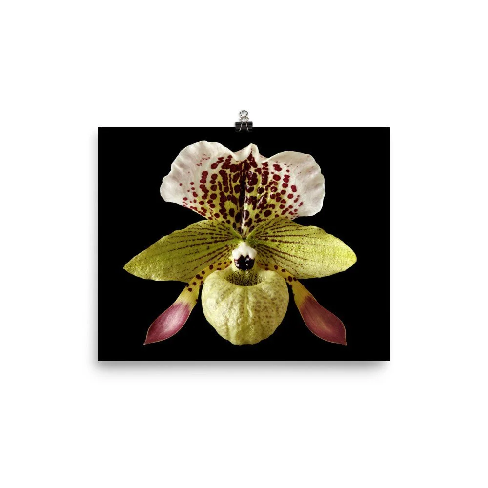 https://i.etsystatic.com/16519884/r/il/6e3203/2254595725/il_fullxfull.2254595725_gdmq.jpg