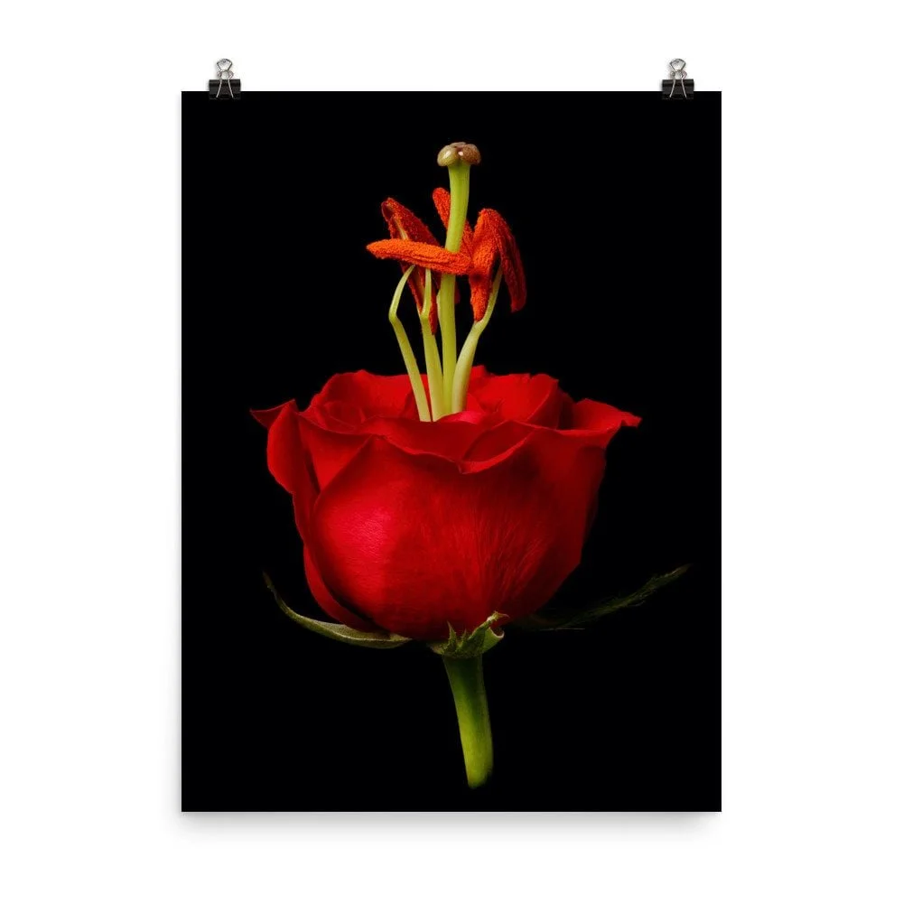 https://i.etsystatic.com/16519884/r/il/e84559/2254636459/il_fullxfull.2254636459_decb.jpg