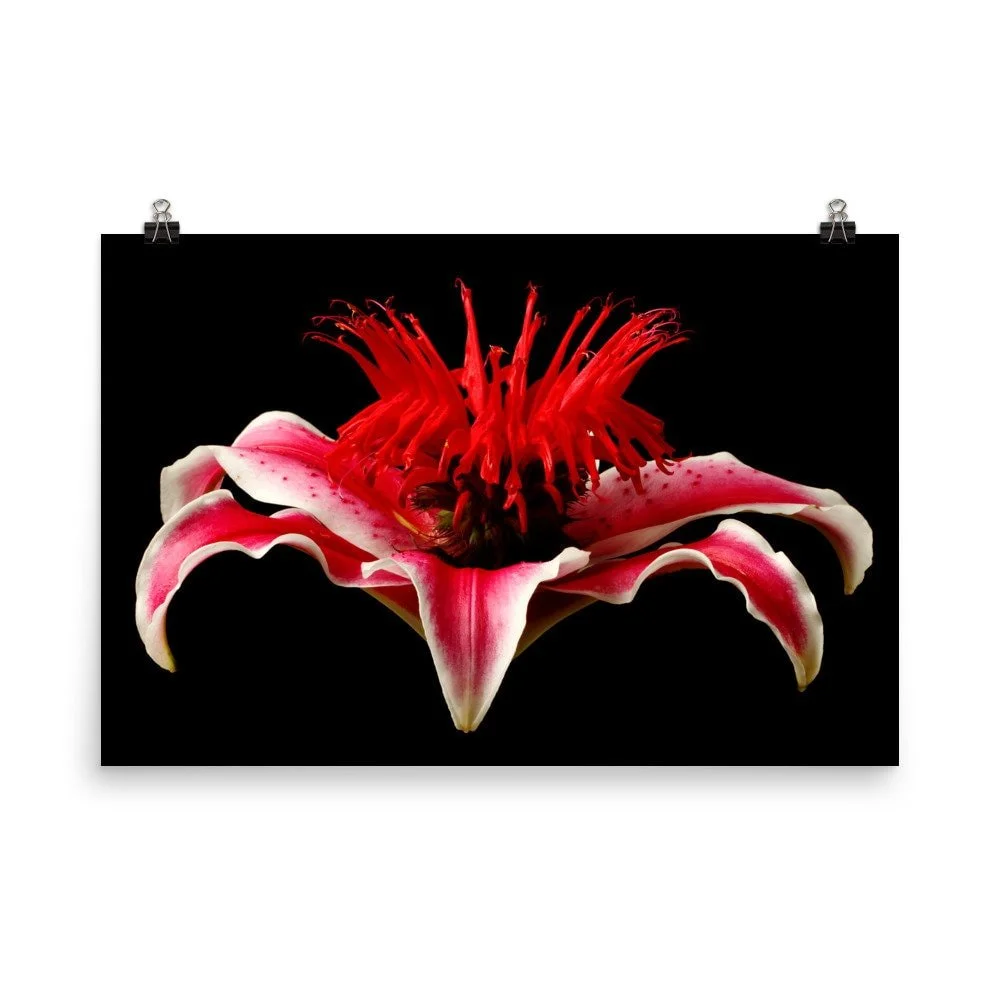 https://i.etsystatic.com/16519884/r/il/143cd6/2255028359/il_fullxfull.2255028359_dl8a.jpg