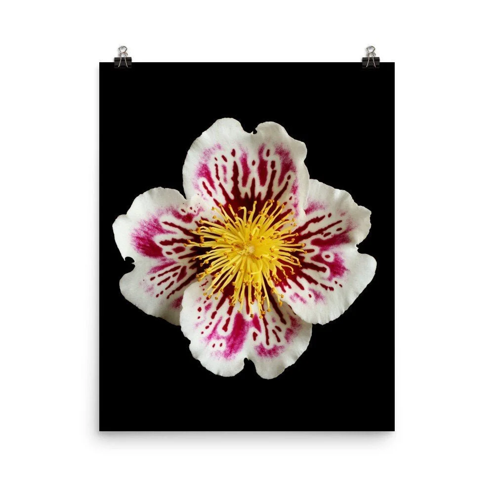 https://i.etsystatic.com/16519884/r/il/fe1f57/2238826716/il_fullxfull.2238826716_g963.jpg