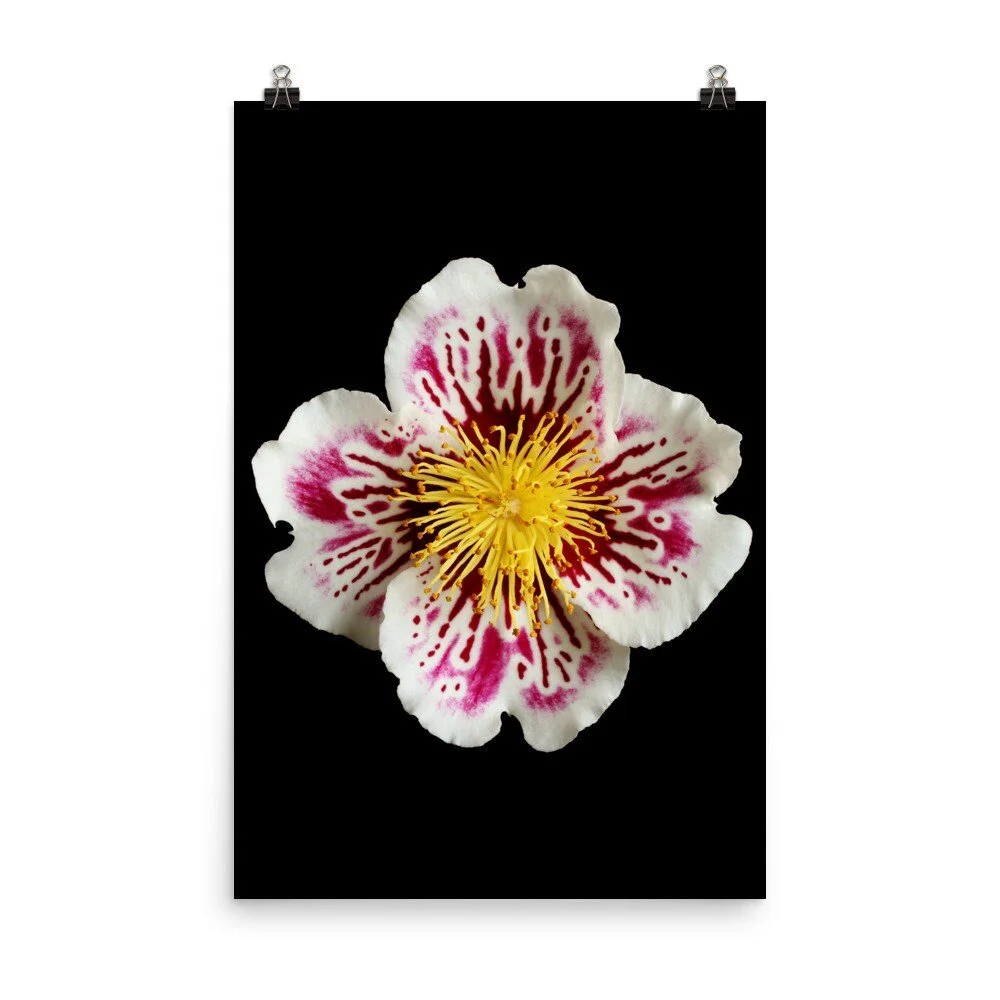 https://i.etsystatic.com/16519884/r/il/4ce6cd/2238826116/il_fullxfull.2238826116_mysl.jpg