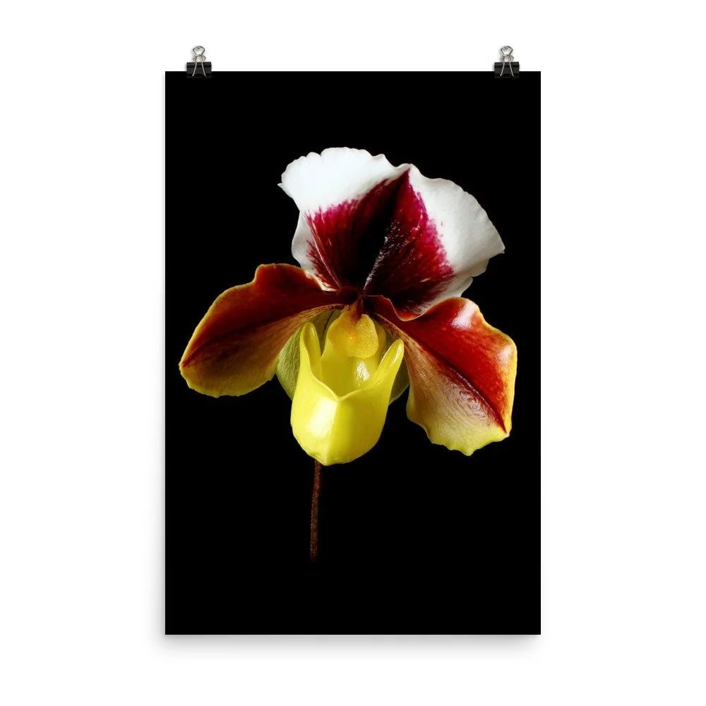 https://i.etsystatic.com/16519884/r/il/8b161d/2206681000/il_fullxfull.2206681000_s3d2.jpg