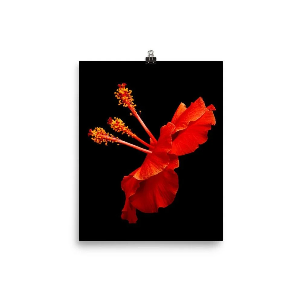 https://i.etsystatic.com/16519884/r/il/a475fe/2207292116/il_fullxfull.2207292116_4zux.jpg