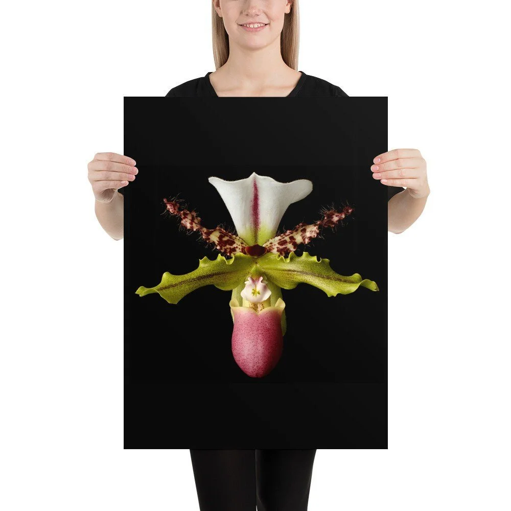 https://i.etsystatic.com/16519884/r/il/112f8d/2649289443/il_fullxfull.2649289443_bu8n.jpg