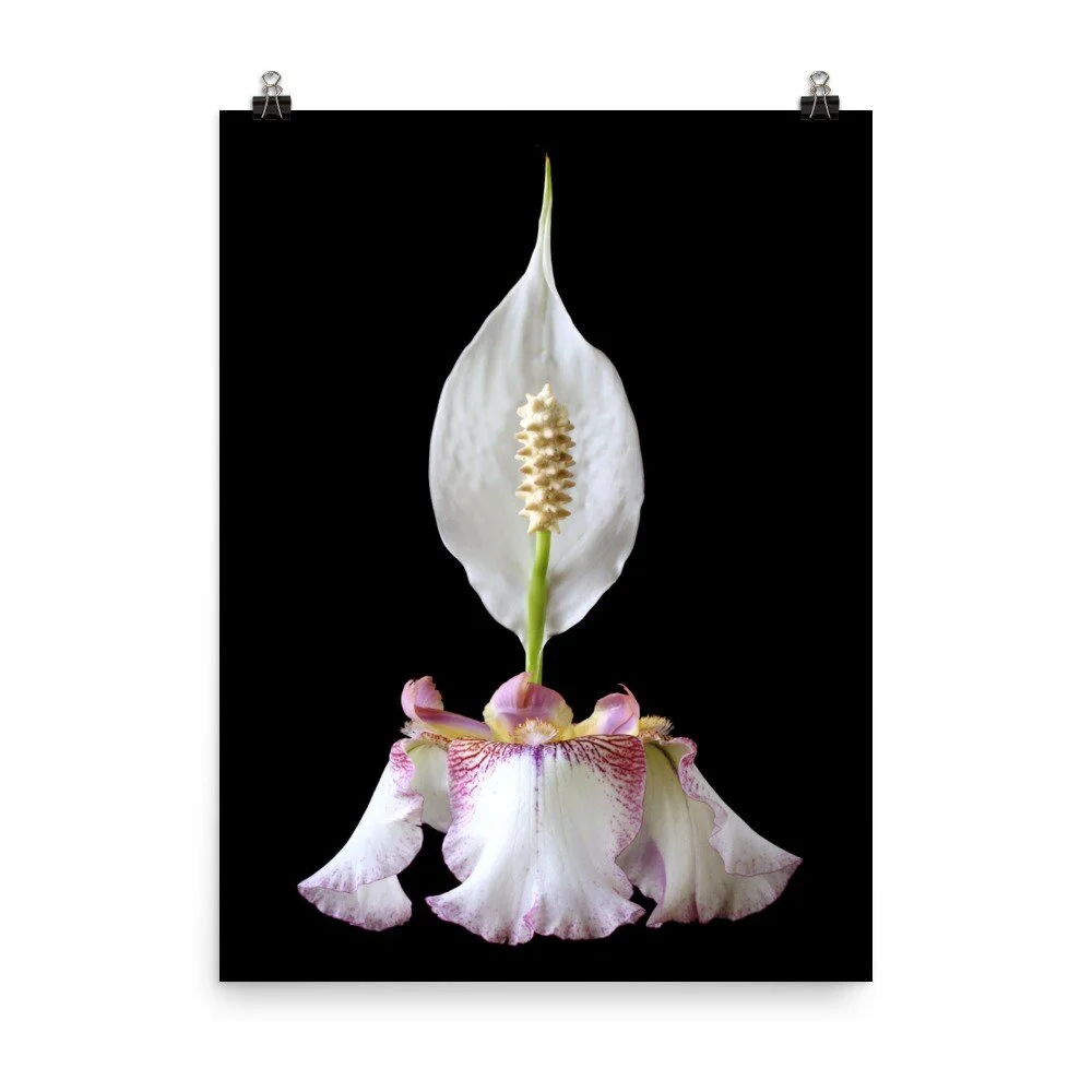 https://i.etsystatic.com/16519884/r/il/4ebf49/2523038545/il_fullxfull.2523038545_hj1r.jpg
