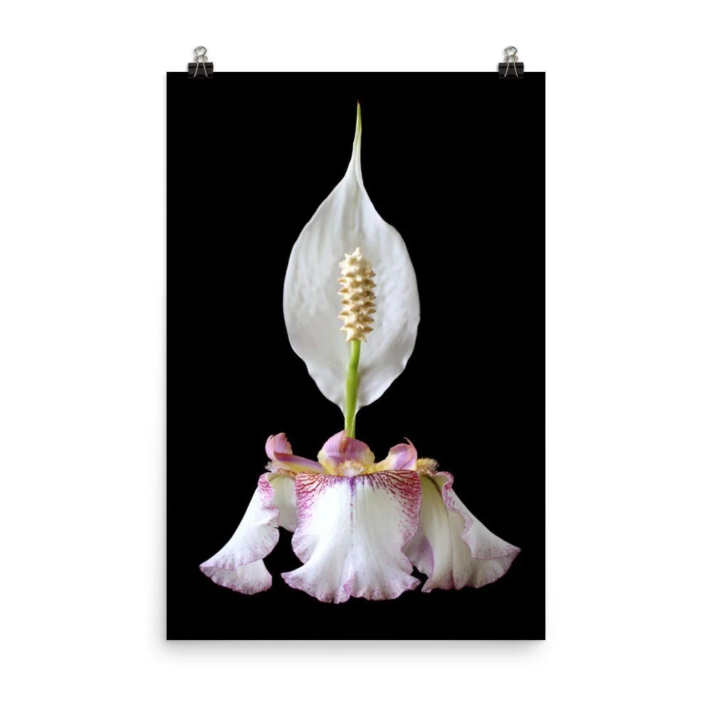 https://i.etsystatic.com/16519884/r/il/883674/2523038475/il_fullxfull.2523038475_al3o.jpg