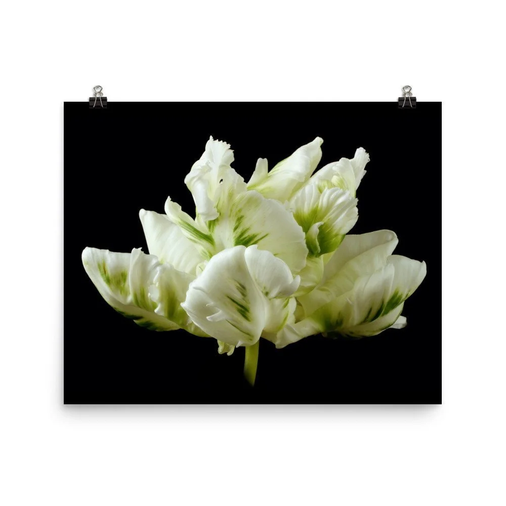 https://i.etsystatic.com/16519884/r/il/7fb4dd/2206464304/il_fullxfull.2206464304_4ytn.jpg