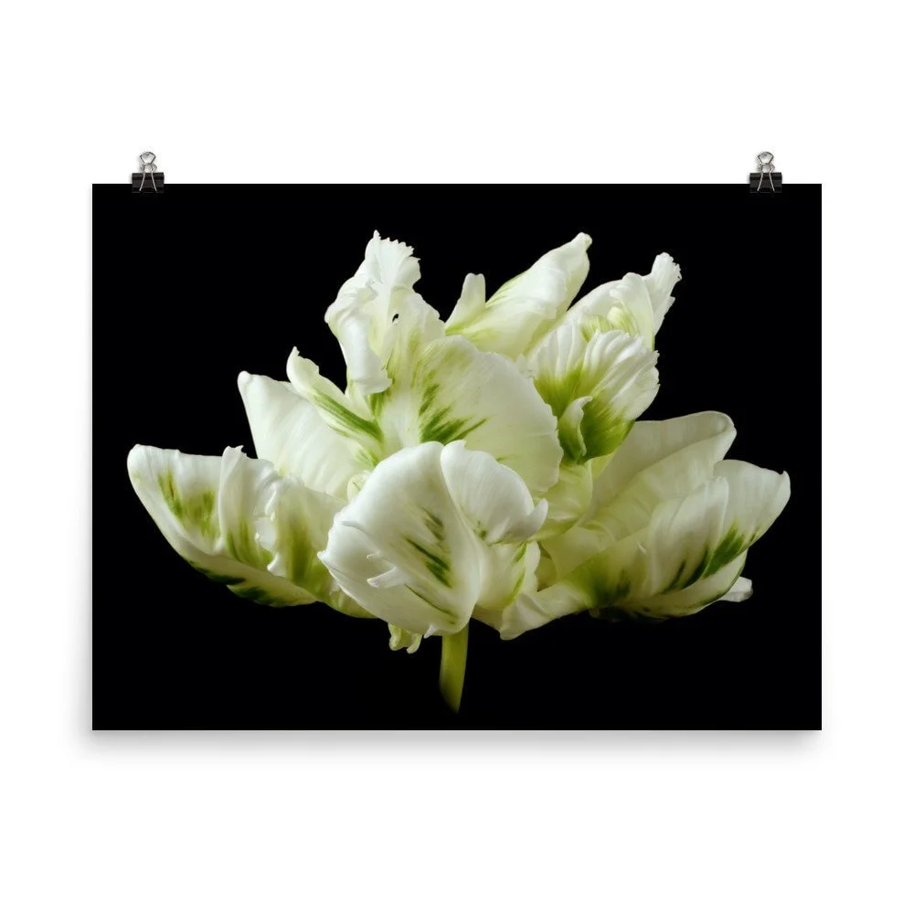 https://i.etsystatic.com/16519884/r/il/7b3a1c/2254063767/il_fullxfull.2254063767_sdtw.jpg