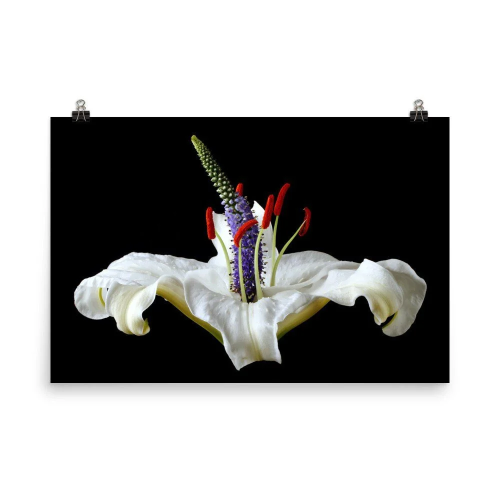 https://i.etsystatic.com/16519884/r/il/cfa4ca/2466969780/il_fullxfull.2466969780_twe3.jpg