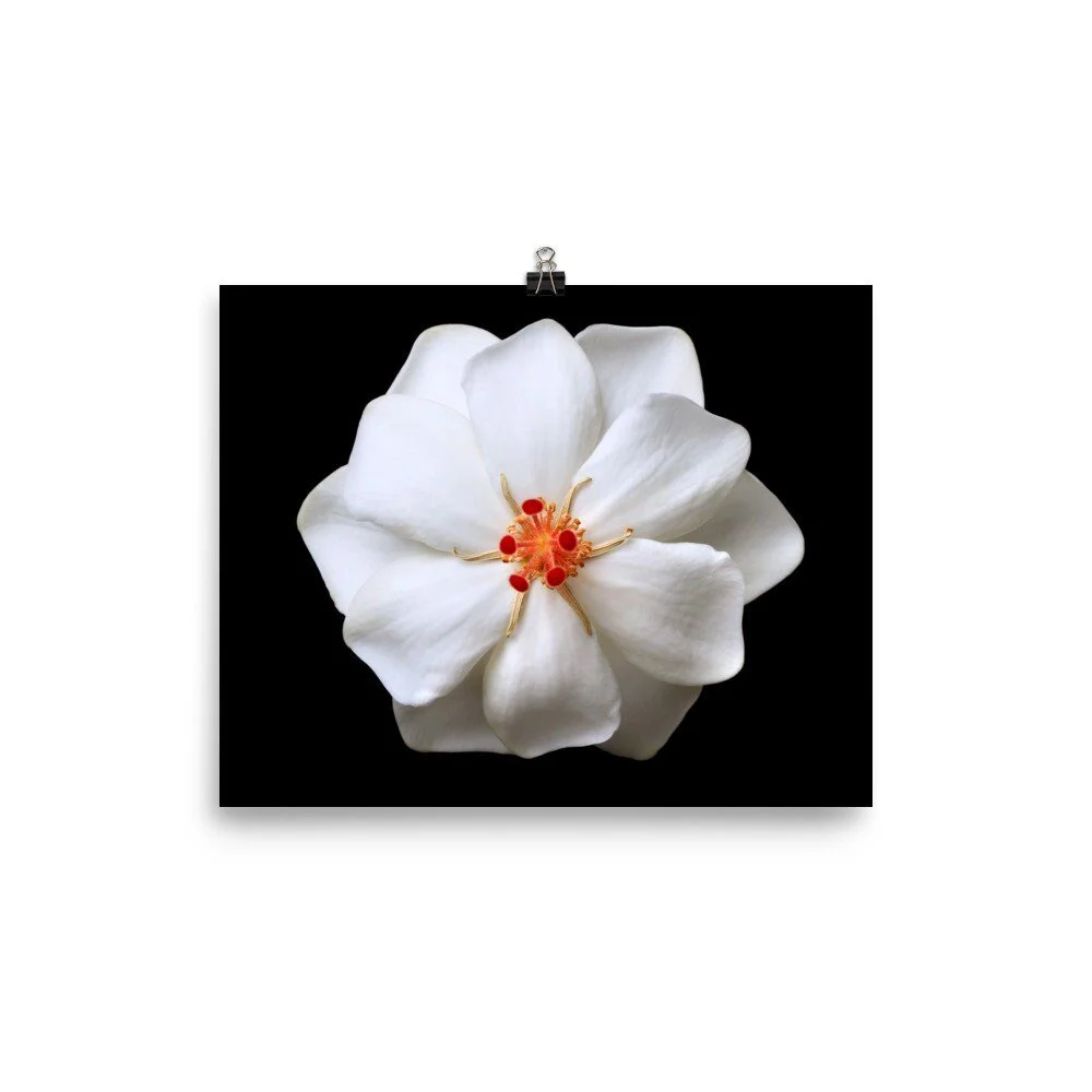 https://i.etsystatic.com/16519884/r/il/10a8f1/2513515599/il_fullxfull.2513515599_mosi.jpg