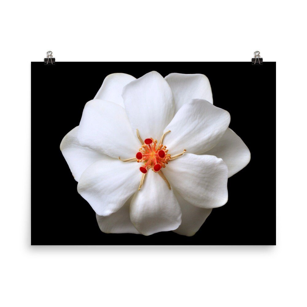 https://i.etsystatic.com/16519884/r/il/10afcf/2465840792/il_fullxfull.2465840792_dwwb.jpg