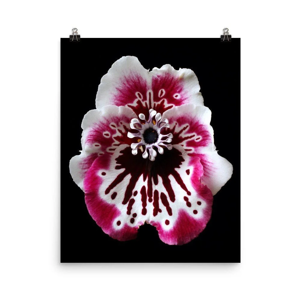 https://i.etsystatic.com/16519884/r/il/56d316/2466315476/il_fullxfull.2466315476_3x3y.jpg
