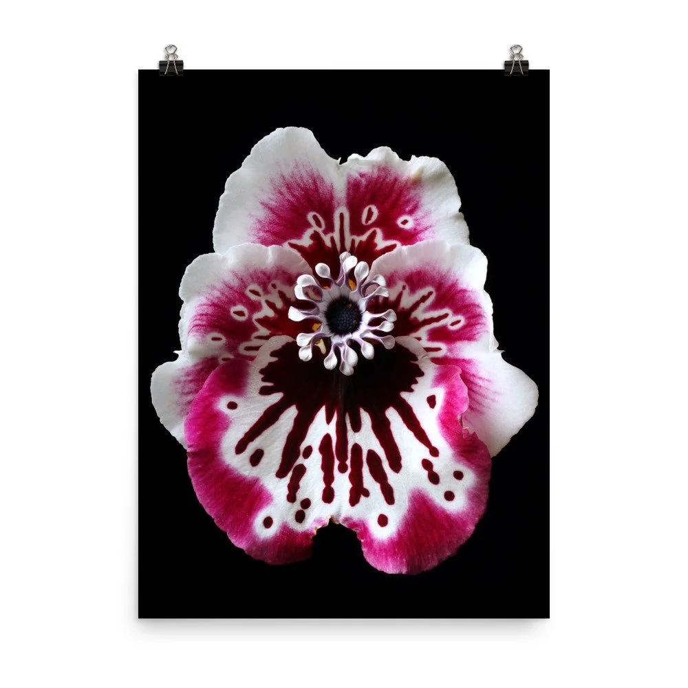 https://i.etsystatic.com/16519884/r/il/66b6f8/2466313856/il_fullxfull.2466313856_t56r.jpg