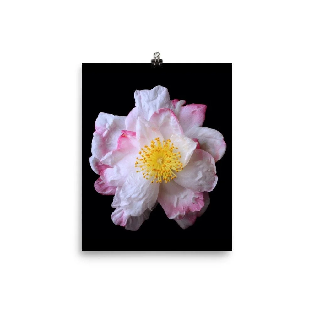 https://i.etsystatic.com/16519884/r/il/62c543/2467658510/il_fullxfull.2467658510_7wxr.jpg