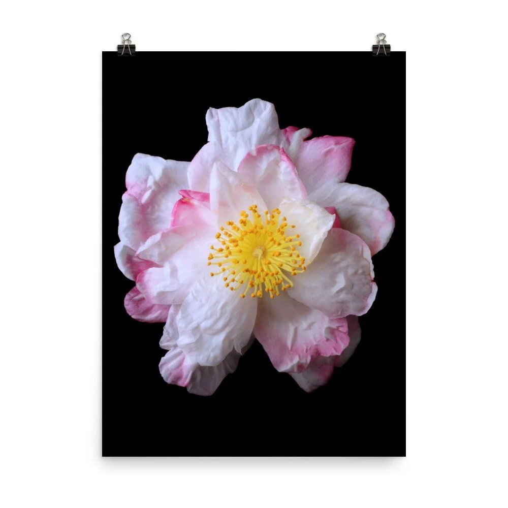https://i.etsystatic.com/16519884/r/il/df4305/2467658448/il_fullxfull.2467658448_dcbd.jpg