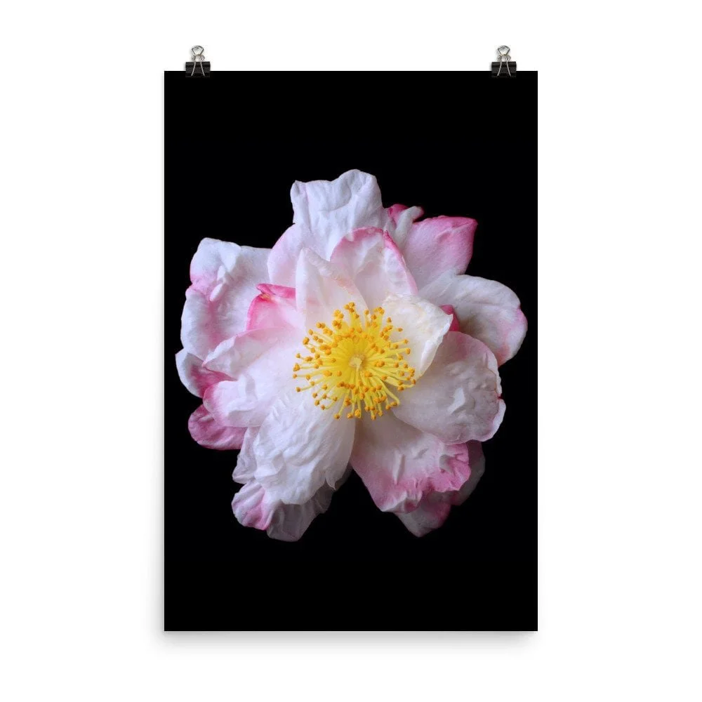 https://i.etsystatic.com/16519884/r/il/d784d1/2515335097/il_fullxfull.2515335097_5bb0.jpg