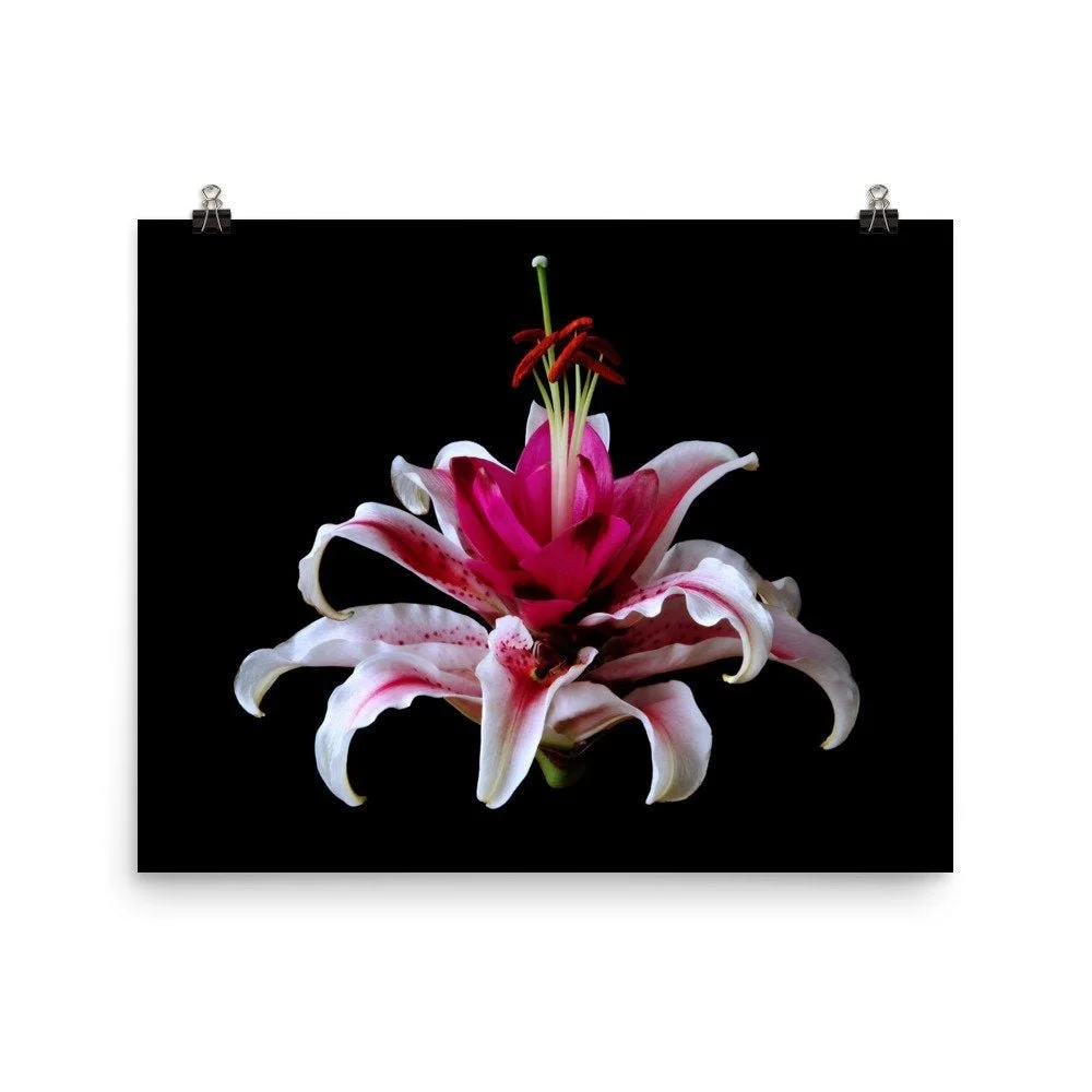 https://i.etsystatic.com/16519884/r/il/fd01c4/2515711031/il_fullxfull.2515711031_7co6.jpg