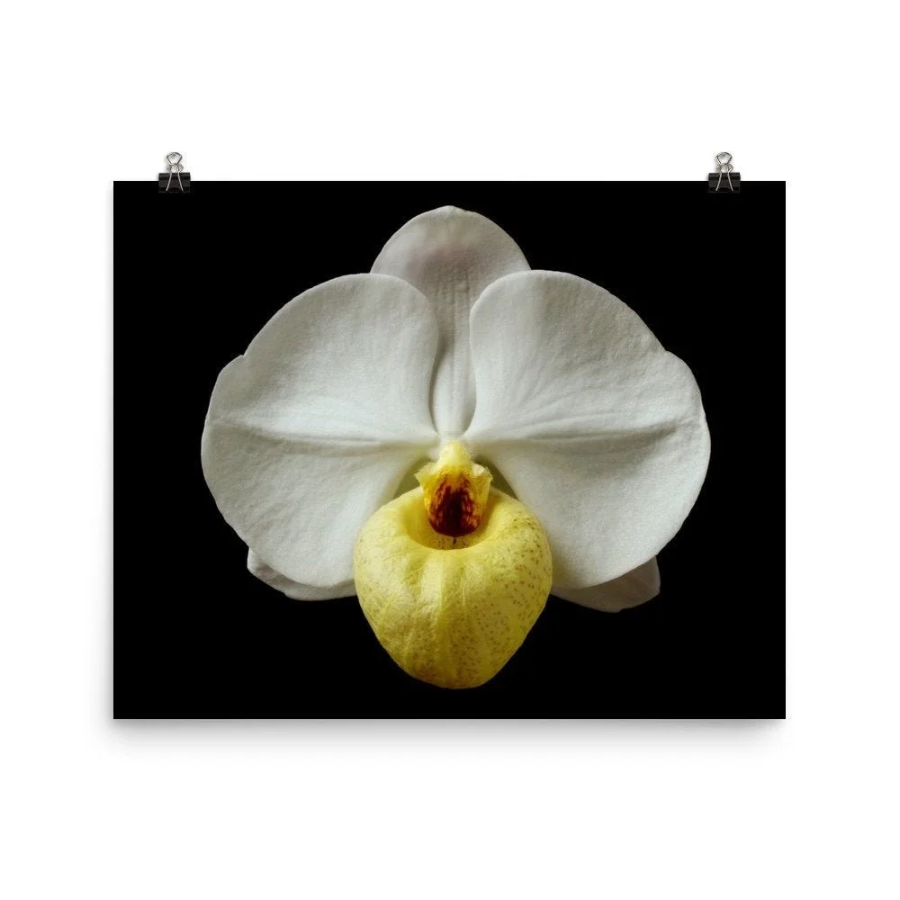 https://i.etsystatic.com/16519884/r/il/284b82/2255188524/il_fullxfull.2255188524_lde0.jpg