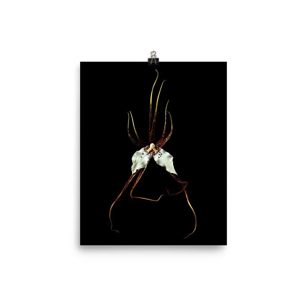 https://i.etsystatic.com/16519884/r/il/e796f9/2251361498/il_fullxfull.2251361498_6l5x.jpg