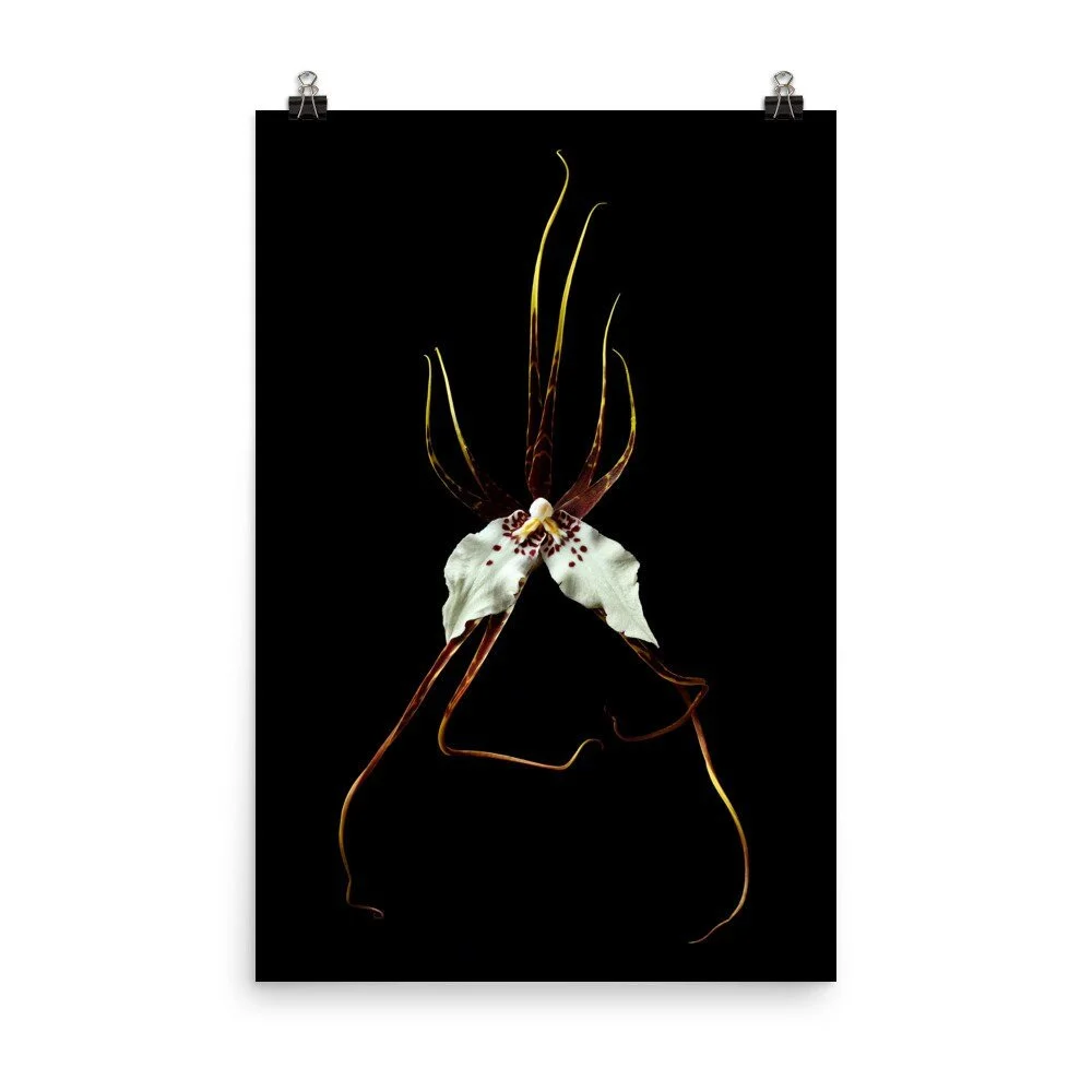 https://i.etsystatic.com/16519884/r/il/95fb90/2251361412/il_fullxfull.2251361412_799z.jpg