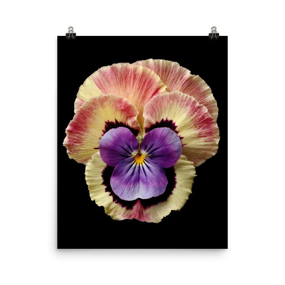 https://i.etsystatic.com/16519884/r/il/00aa06/2270809440/il_fullxfull.2270809440_c54u.jpg