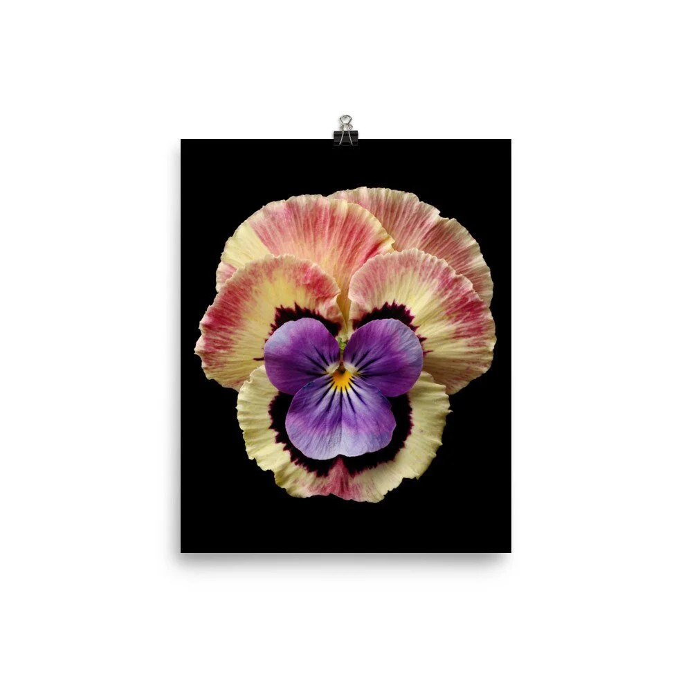 https://i.etsystatic.com/16519884/r/il/c55846/2318403975/il_fullxfull.2318403975_ntgg.jpg