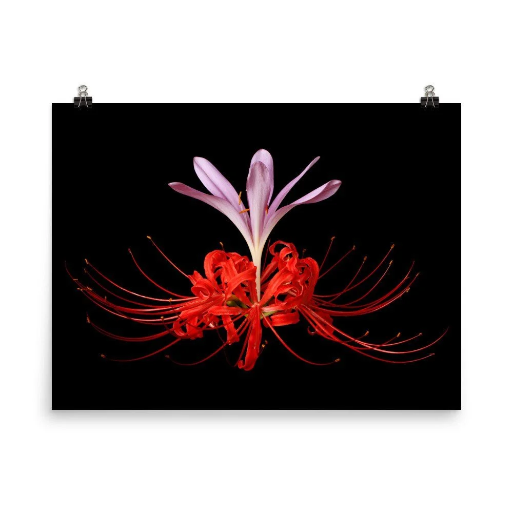 https://i.etsystatic.com/16519884/r/il/ddb5d3/2251222682/il_fullxfull.2251222682_823n.jpg